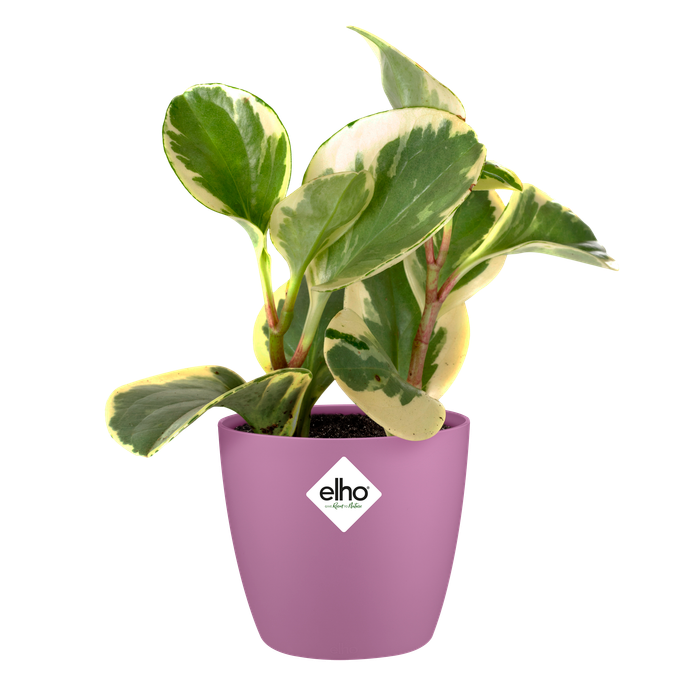 brussels rond mini 12,5cm levendig violet
